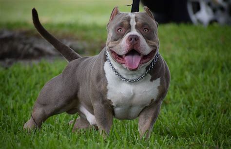 Color pigmentation in dogs is created by two primary colors, eumelanin, and Pheomelanin. . Pictures of american bully